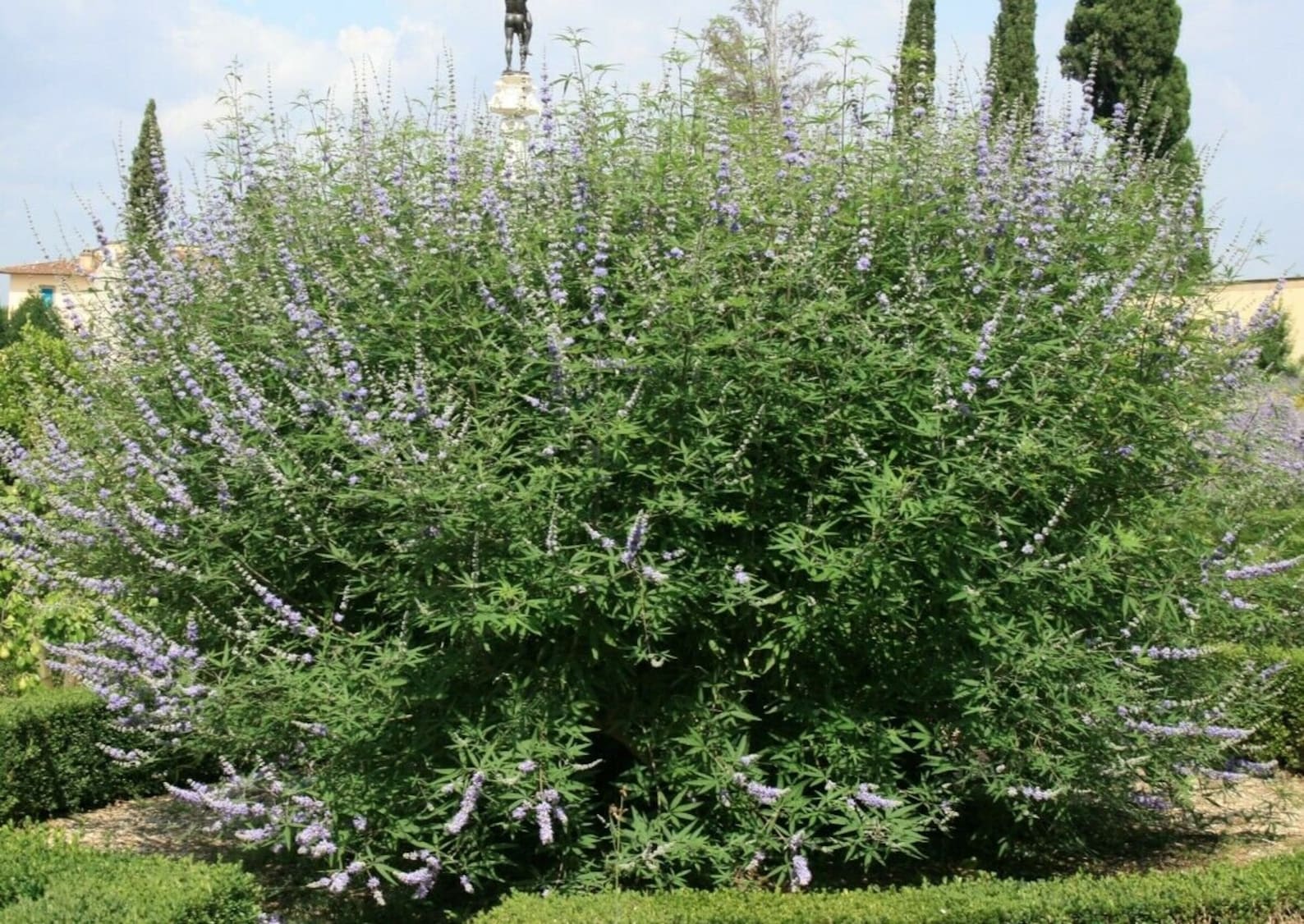 Vitex agnus castus. Прутняк Авраамово дерево. Витекс прутняк. Авраамово дерево Витекс. Прутняк священный Витекс.