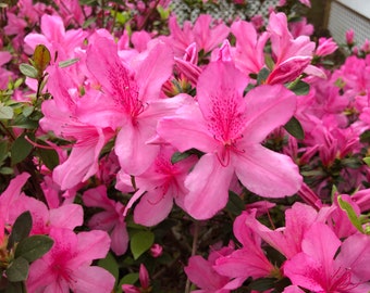 Op de afbeelding: Een struik met roze azaleabloemen in volle bloei. De bloemen zitten dicht bij elkaar en creëren een levendig kleurenspel.