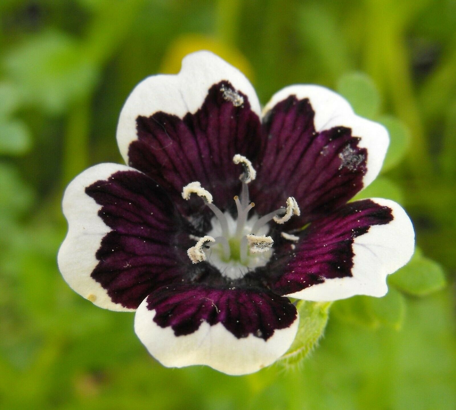 Nemophila menziesii Penny Black 10 seeds Etsy