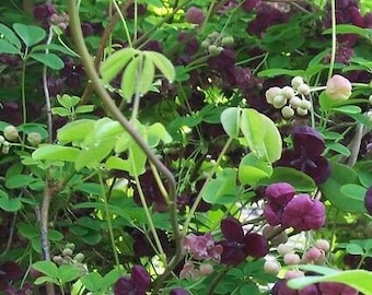 Chocolate Vine or Akebia quinata Pint Plant