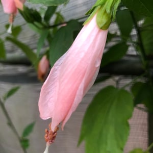 Peach Turks Cap Sleepy Hibiscus or Malvaviscus Quart plant