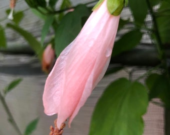 Peach Turks Cap Sleepy Hibiscus or Malvaviscus Quart plant