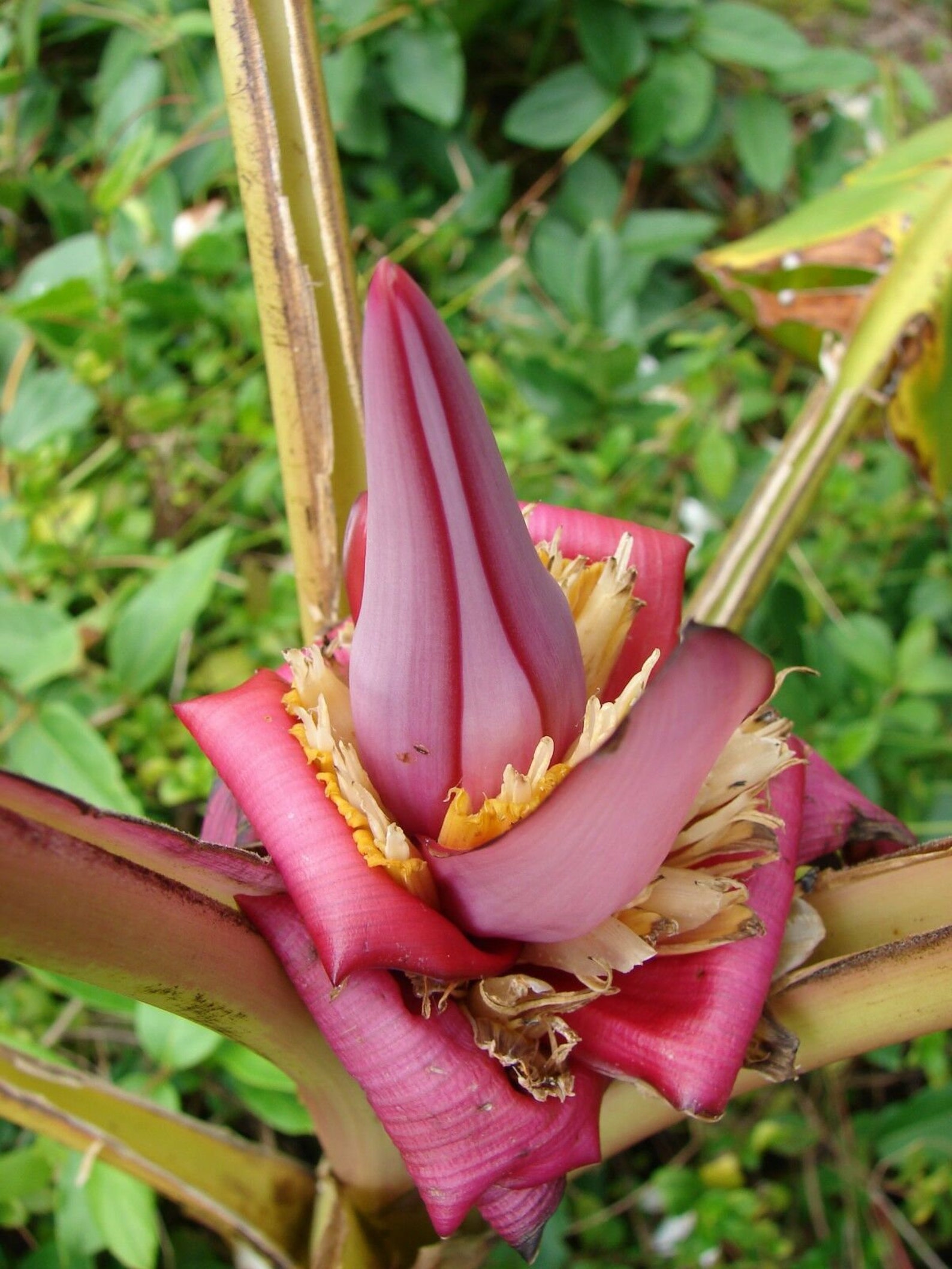 Musa velutina Pink Banana 10 seeds Etsy