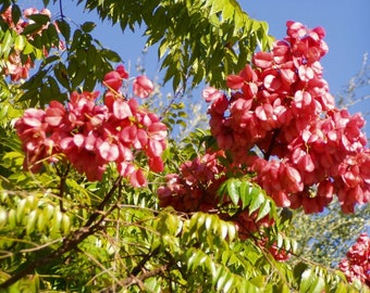 Koelreuteria paniculata Golden Rain Tree Pint Plant