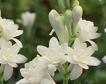 Polianthes Tuberose fragrant Double White, The Pearl Starter Plant