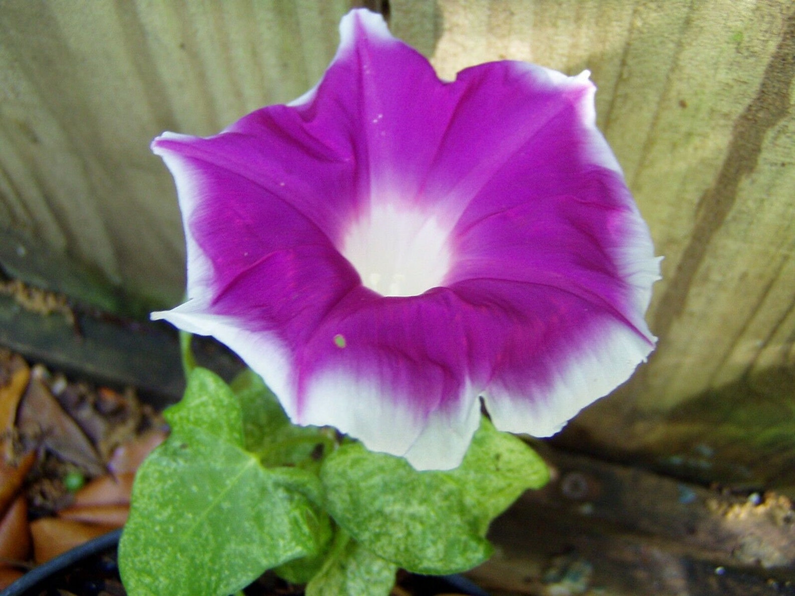 Morning Glory Red Picotee 10 seeds Etsy