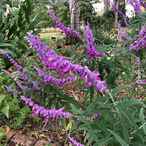 Mexican Sage or Salvia leucantha Pint Plant image 4