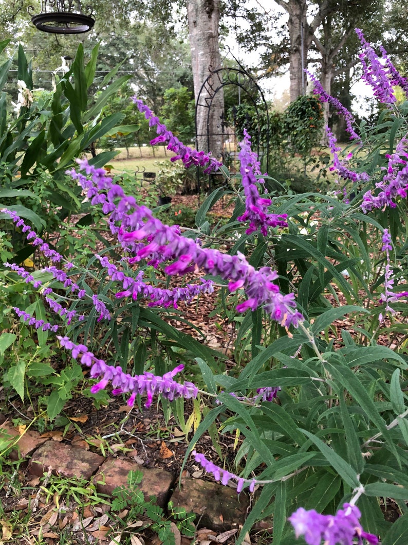 Mexican Sage or Salvia leucantha Pint Plant image 4