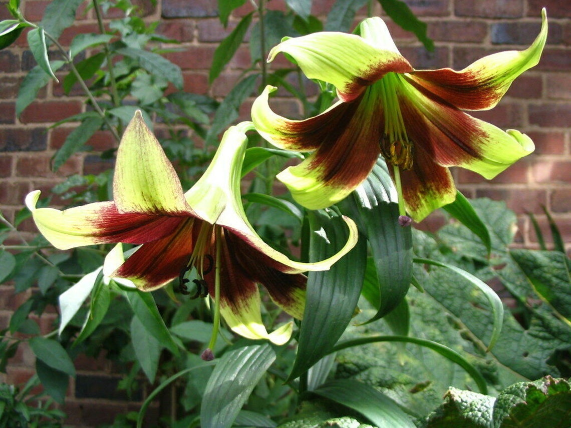 Lilium nepalense Nepal Lily 8 Seeds Etsy