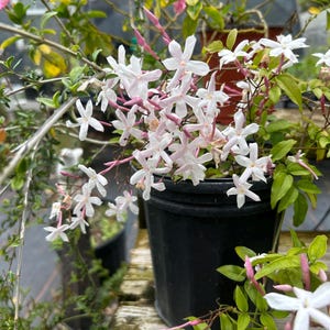 Fragrant Winter Jasmine or Jasminum polyanthum Pint Plant