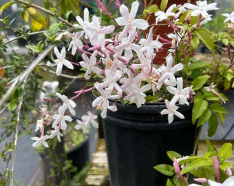 Fragrant Winter Jasmine or Jasminum polyanthum Pint Plant