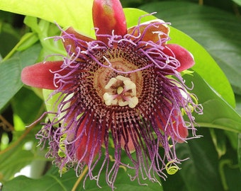 Passiflora quadrangularis Giant Granadilla Pint Plant