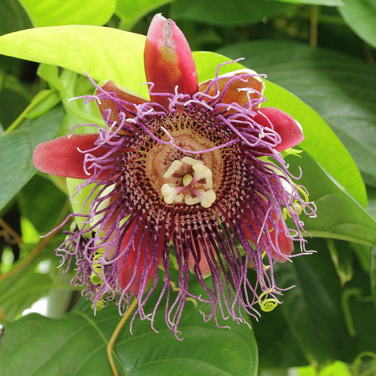 Passiflora quadrangularis Giant Granadilla Quart Plant