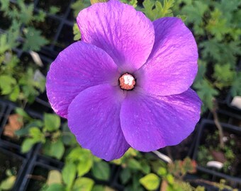 Alyogyne huegelii Blue Hibiscus Pint Plant