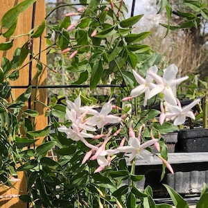 Fragrant Winter Jasmine or Jasminum polyanthum Pint Plant Bild 1