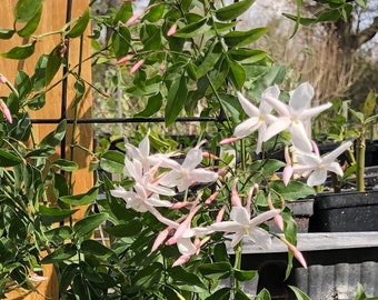 Fragrant Winter Jasmine or Jasminum polyanthum Pint Plant