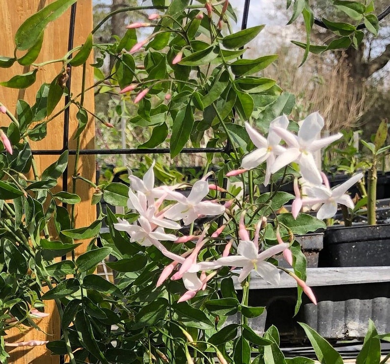 Fragrant Winter Jasmine or Jasminum polyanthum Pint Plant Bild 1