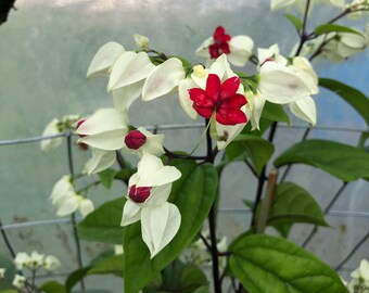 White Bleeding Heart Vine or Clerodendrum thomsoniae Plant