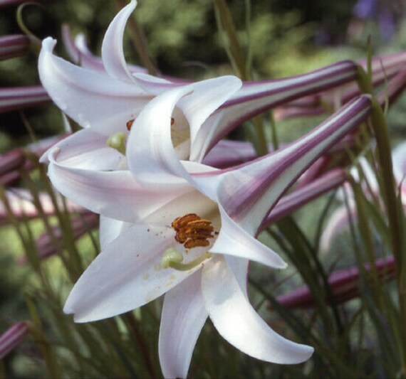 Lilium pardalinum peganum Flickr