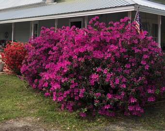 Azalea Formosa Purple (Rhododendron) Plant