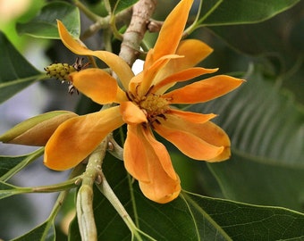 Open-Pollinated Rare Thai Champaca 10 Seeds 5 Seeds Asia Flower Seeds Fragrant Tree Flower Non-Hybrid Suited for Canadian