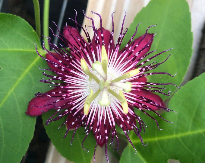 Lady Margaret Passiflora Fragrant Passion Flower Vine 3inch Etsy