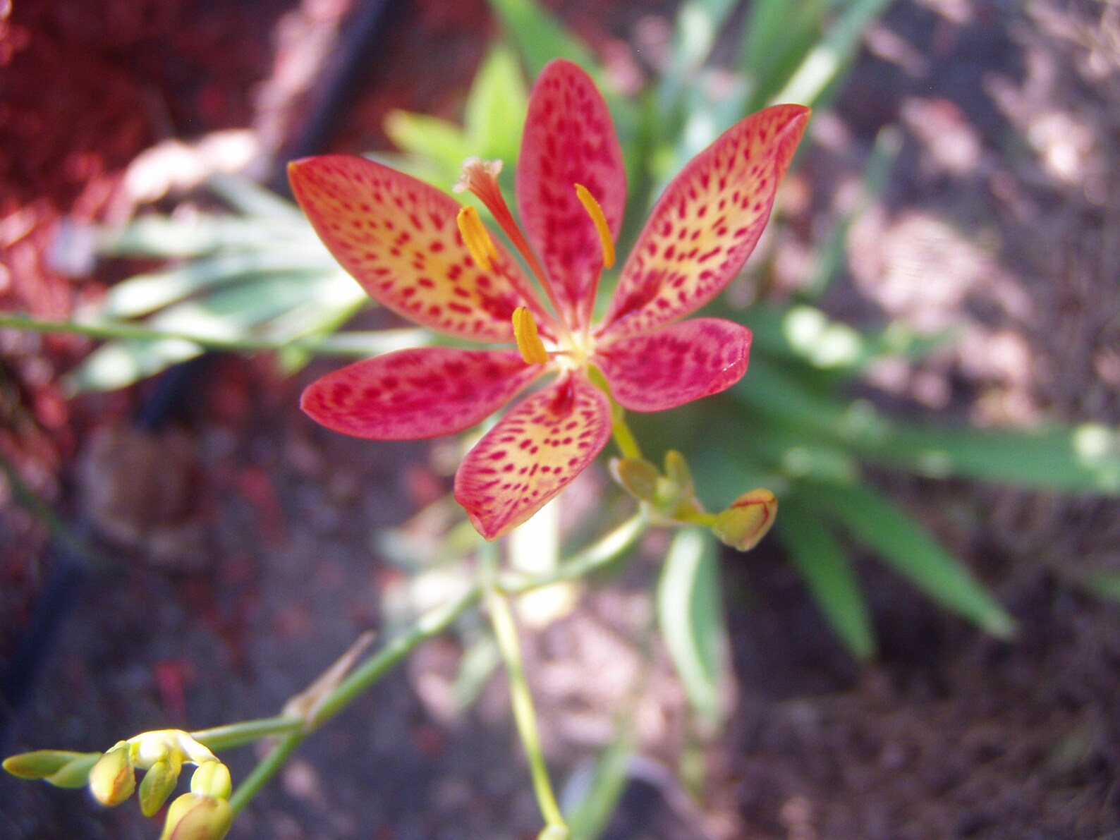 Belamcanda chinensis Blackberry Lily Quart Plant Etsy