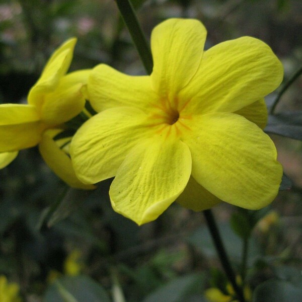 Showy Jasmine or Jasminum floridum Yellow Jasmine Quart Plant