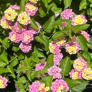 Miss Huff Pink Lantana Camara Quart Plant