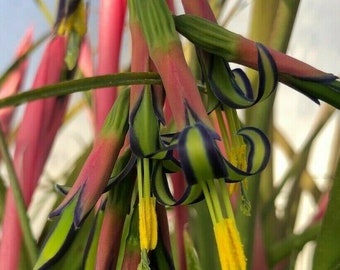 Queen's Tears Friendship plant Billbergia nutans pint plant