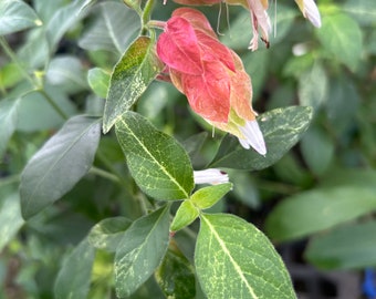 Variegated Red Shrimp Justicia brandegeana Plant