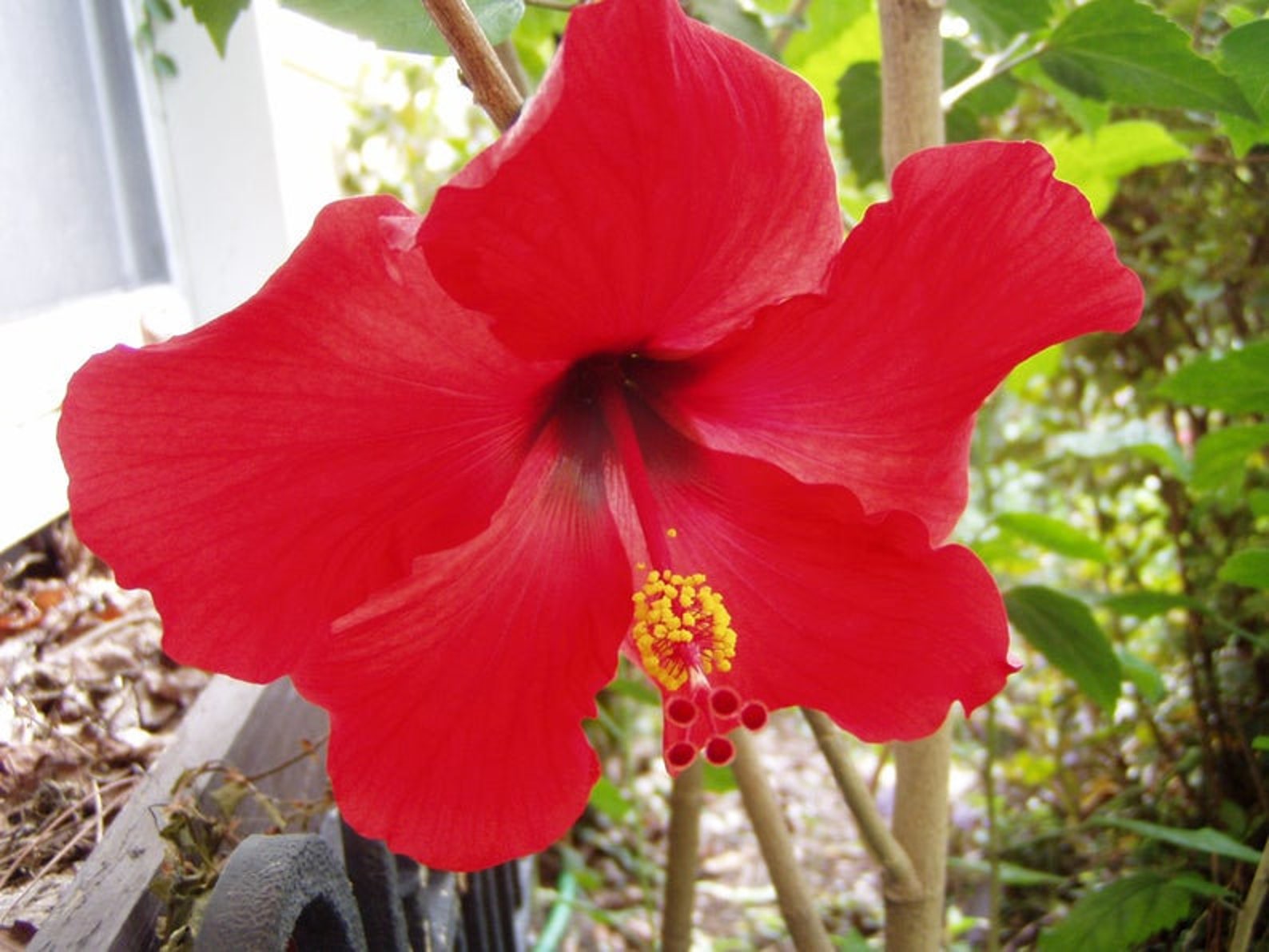 Brilliant Tropical Hibiscus rosasinensis Hibiscus Quart Plant Etsy