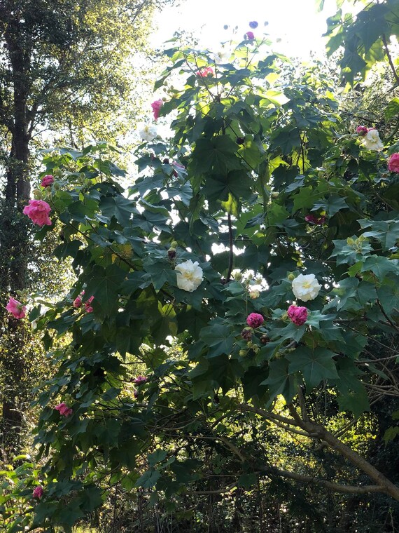 Hibiscus Mutabilis Cotton Rose Double 25 Seeds Etsy