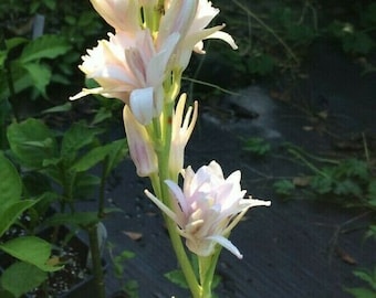 Tuberoses Double Pink Sapphire pint plant