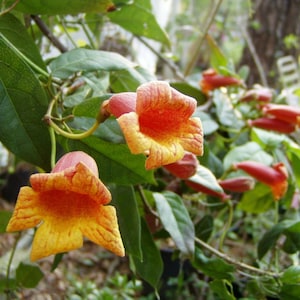 Tangerine Beauty Crossvine or Bignonia capreolata Pint Plant