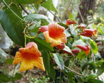 Tangerine Beauty Crossvine or Bignonia capreolata Pint Plant