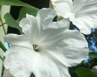 White Bush Morning Glory Ipomoea fistulosa Alba Plant