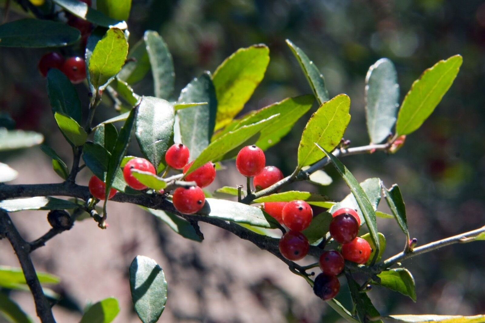 Ilex Vomitoria or Weeping Yaupon Holly 10 Seeds Etsy