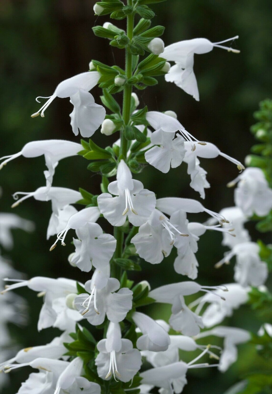 Salvia Summer Jewel White Tropical Sage 15 seeds Etsy