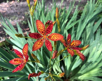 Blackberry Lily or Belamcanda chinensis Quart Plant