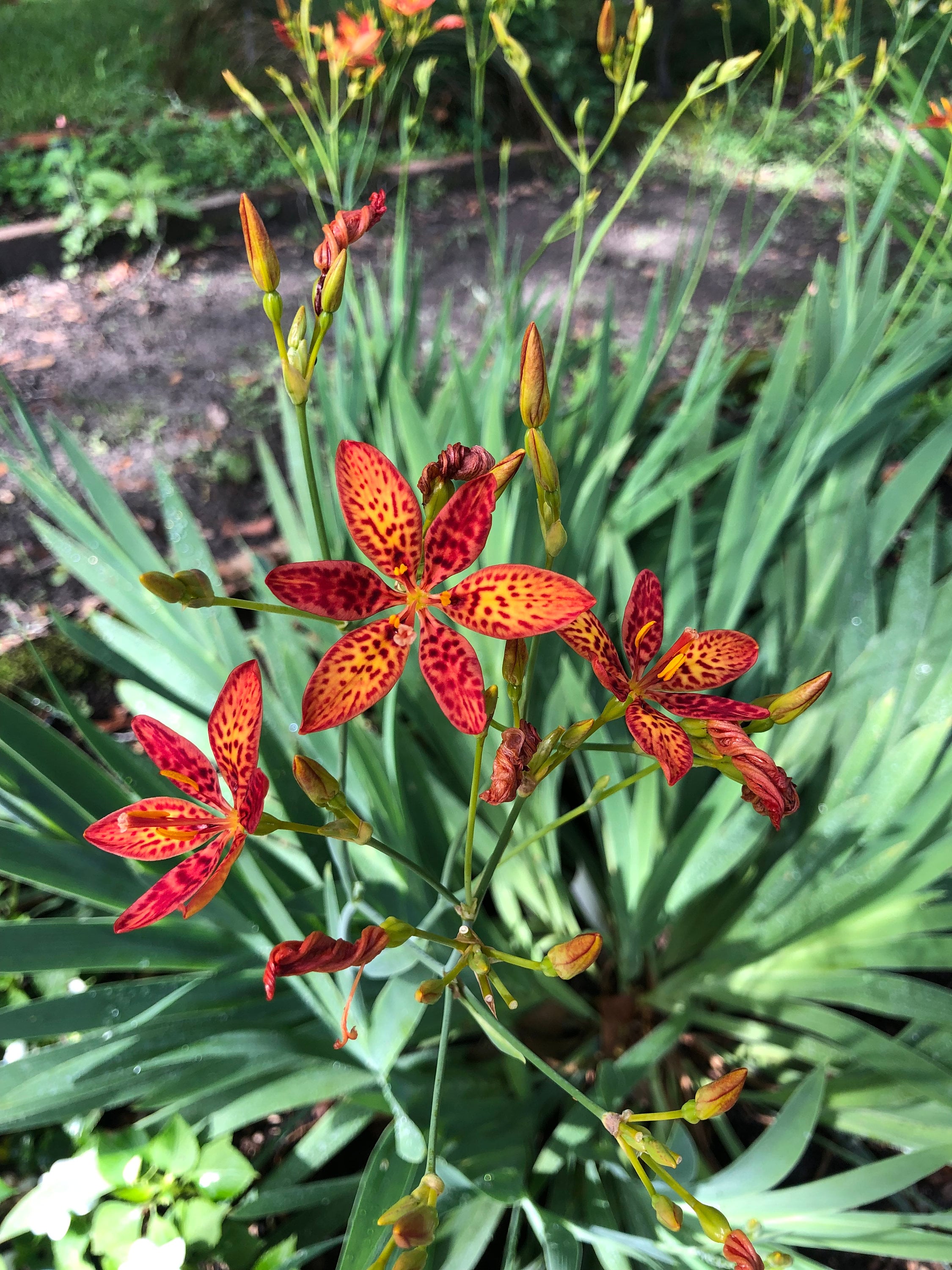 Blackberry Lily or Belamcanda chinensis Quart Plant