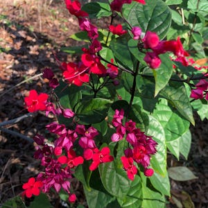 May include: A vibrant close-up of a flowering plant with clusters of bright red and magenta flowers. The flowers are in various stages of bloom, with some fully open and others still in bud. The plant has large, green, heart-shaped leaves.