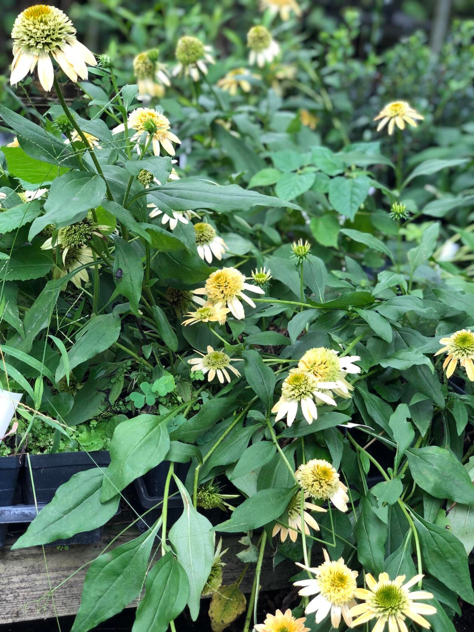 Echinacea Double Scoop Lemon Cream Coneflower Quart Plant Etsy