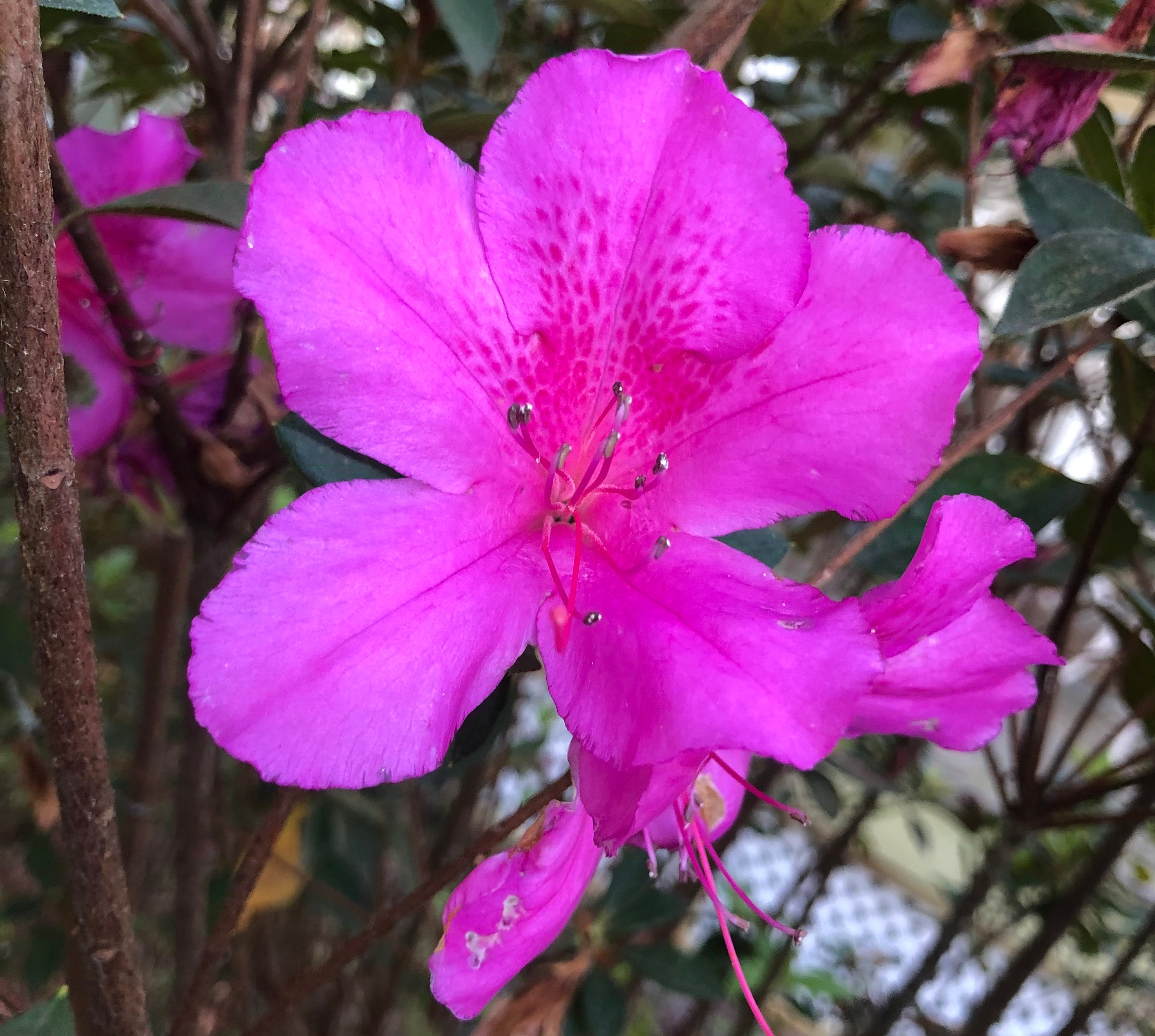 Azalea Formosa Purple rhododendron Pint Plant - Etsy