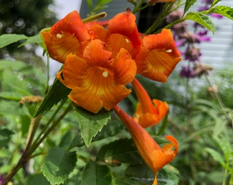 Tecoma stans hybrid Orange Jubilee Pint Plant