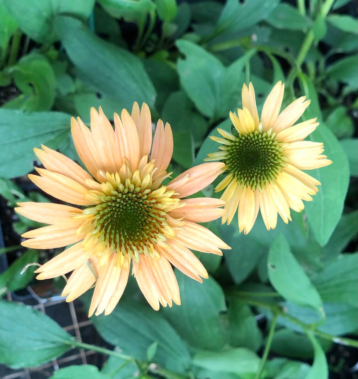 Echinacea 'Supreme Cantaloupe' coneflower Pint Plant Etsy