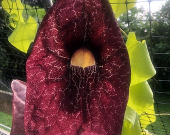 Giant Pelican Flower or Aristolochia gigantea Dutchmans Pipevine Pint Plant