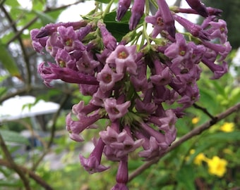 Cestrum purple x Cretan Purple Rare Color Quart Plant