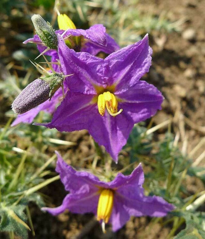 Solanum virginianum yellow berried fruit nightshade 10 Seeds Etsy