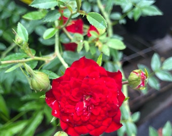 Rosa Red Cascade climbing miniature rose Quart Plant